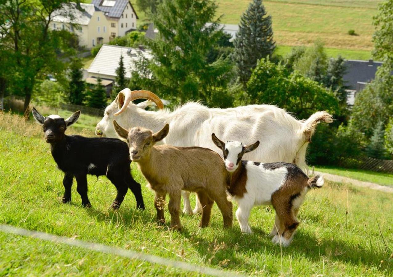 Ferienhof Kuerschner Drebach エクステリア 写真